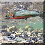 Rio Grande Cutthroat Trout