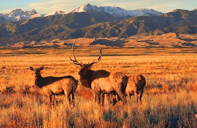 Three elk standing in grasslands with dunes and mountains in background