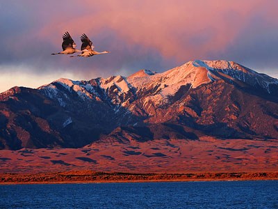 Sandhill Crane Pair Flying Pair of sandhill cranes over San Luis Lakes with Dunes and Mountain in backgrouind