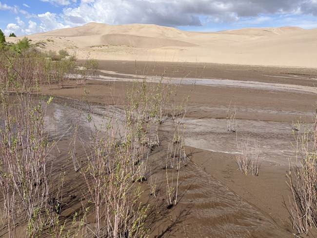 Some water flows through willows in front of the dunes at Sand Pit.