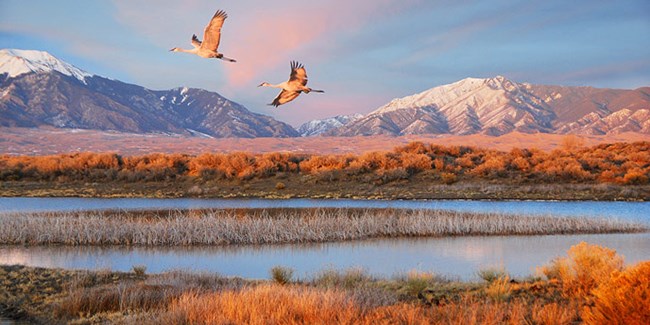 Pair of Cranes Flying Pair of Cranes Flying