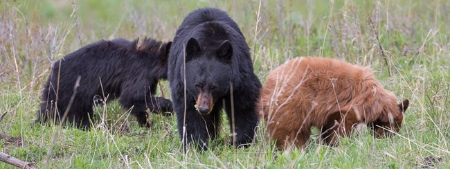 Three black bears graze on green grass.
