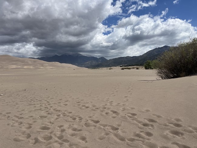 Dry sand in front of the main Dunes Parking, looking up the creekbed