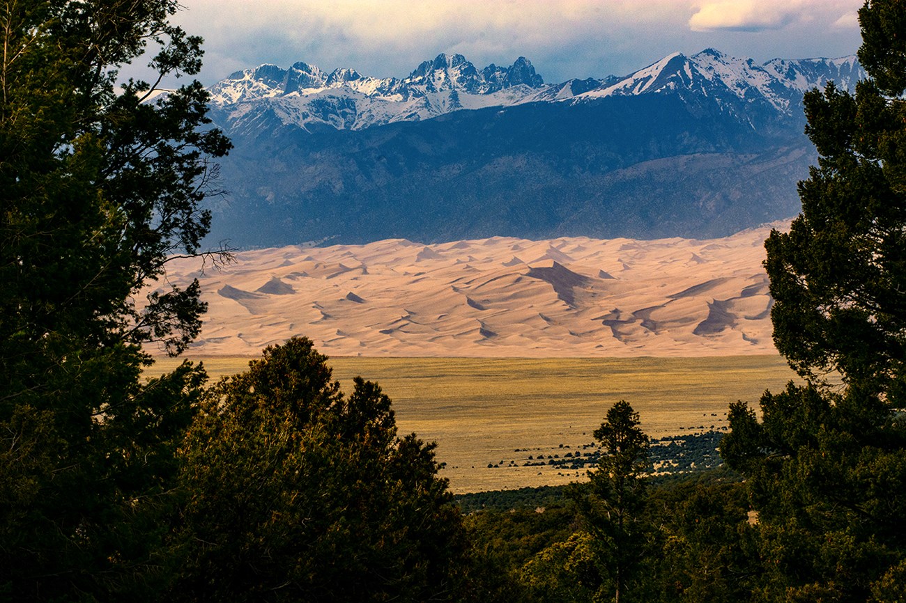 View through pine trees to the dunefield and snow-capped mountains