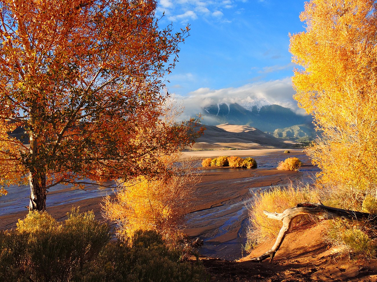 Gold Cottonwoods Along Medano Creek