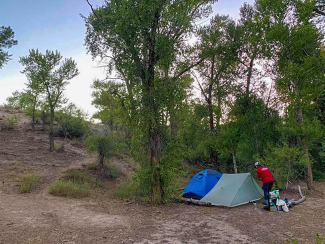 Tents at Indian Grove Backpacking Site Under Tall Cottonwood Trees