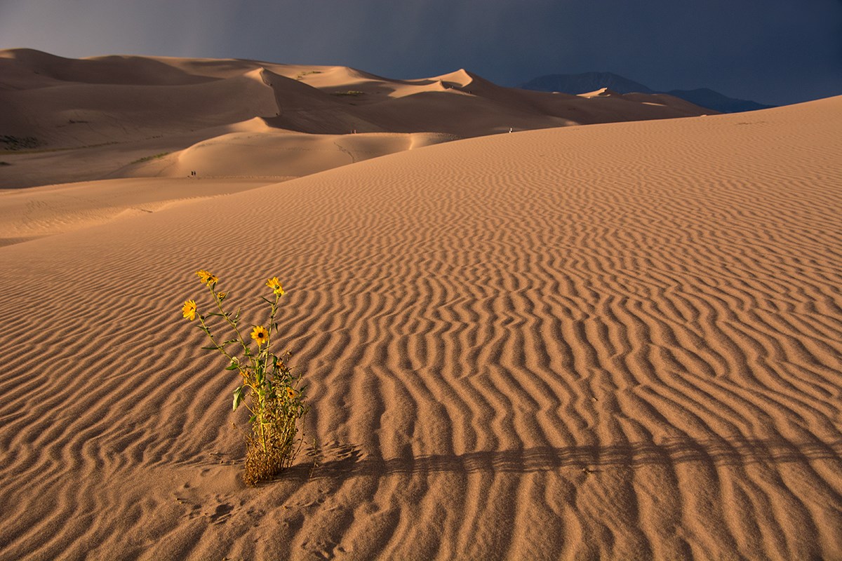 Lone Sunflower on Rippled Dune