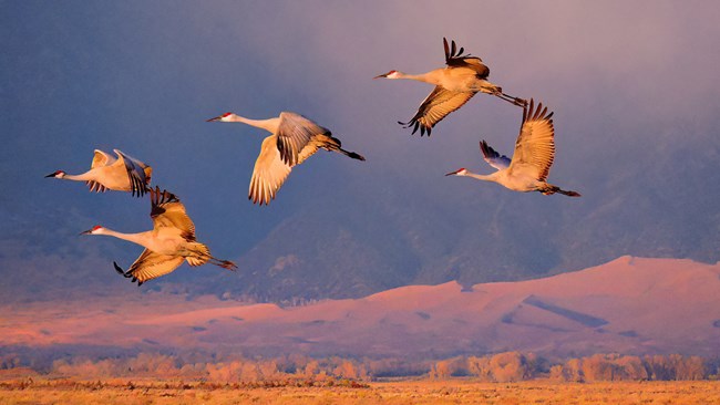 Sandhill cranes fly in front of the dunes in late afternoon light