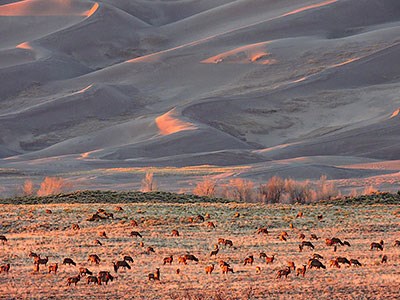 Elk in grasslands below the dunes