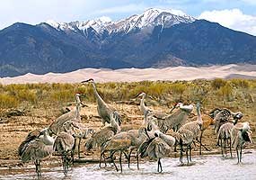 Sandhill Cranes, Dunes, and Mt. Herard