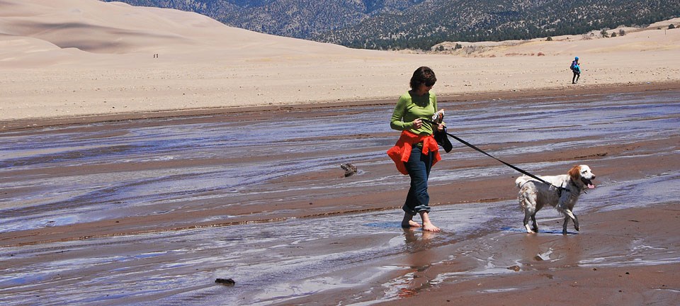 Woman walking a dog in Medano Creek at base of dunes