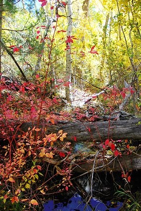 Fall Colors on Montville Nature Trail