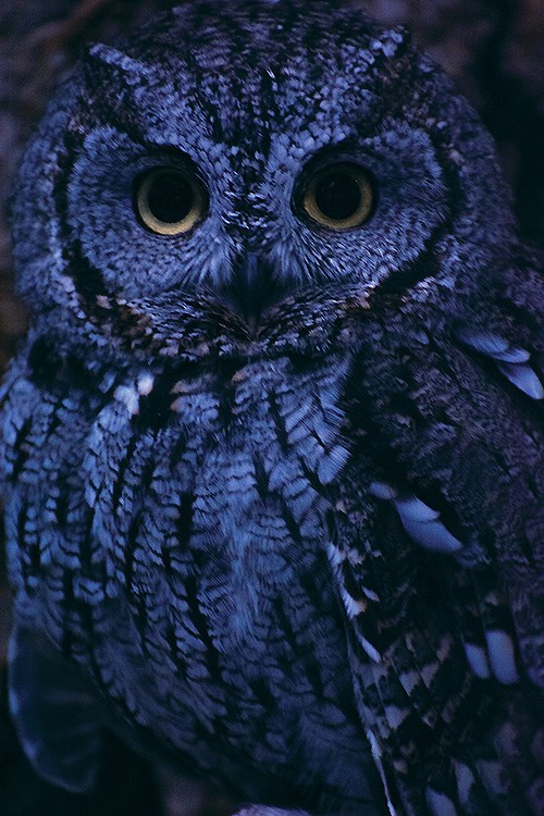 A small owl in dim evening light