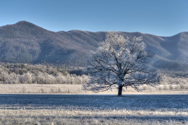 árbol cubierto de nieve y montañas