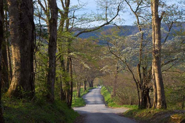 camino rural con árboles