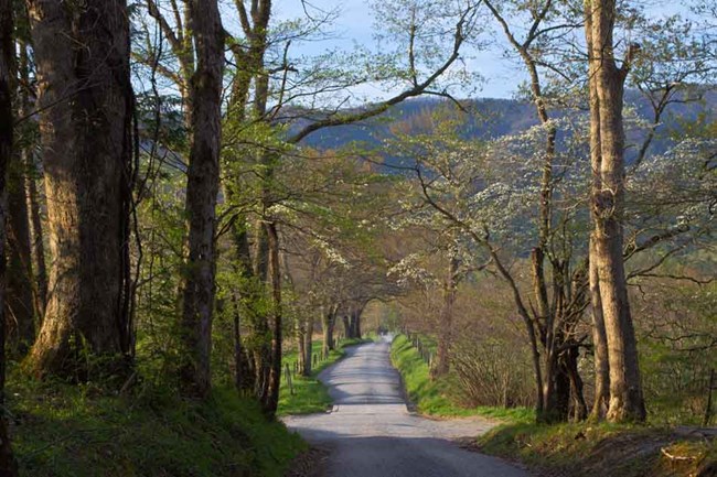 camino rural con árboles camino rural con árboles