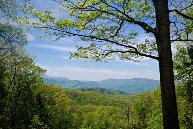 montañas y un árbol