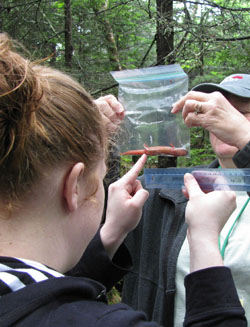 weighing salamander_website