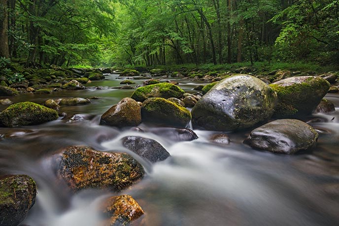 Moss-covered boulders in a river surrounded by a green forest. Moss-covered boulders in a river surrounded by a green forest.