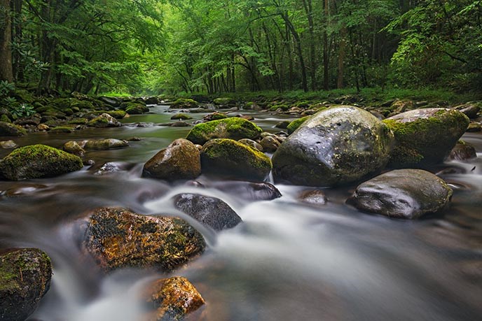 Moss-covered boulders in a river surrounded by a green forest.