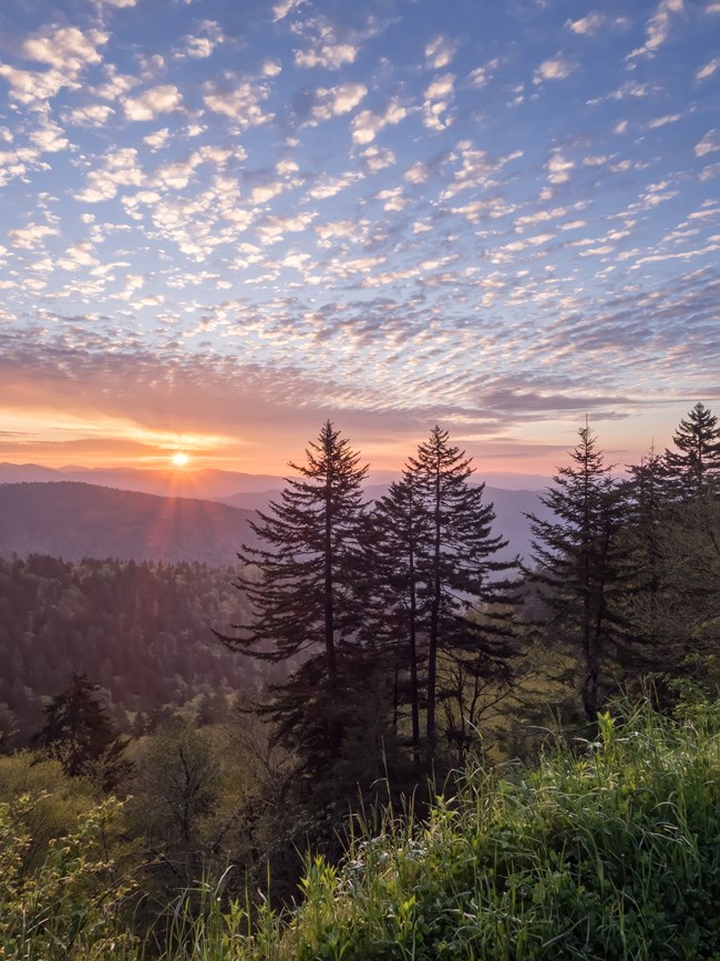 Sunset sky scattered with clouds with evergreen trees in the foreground