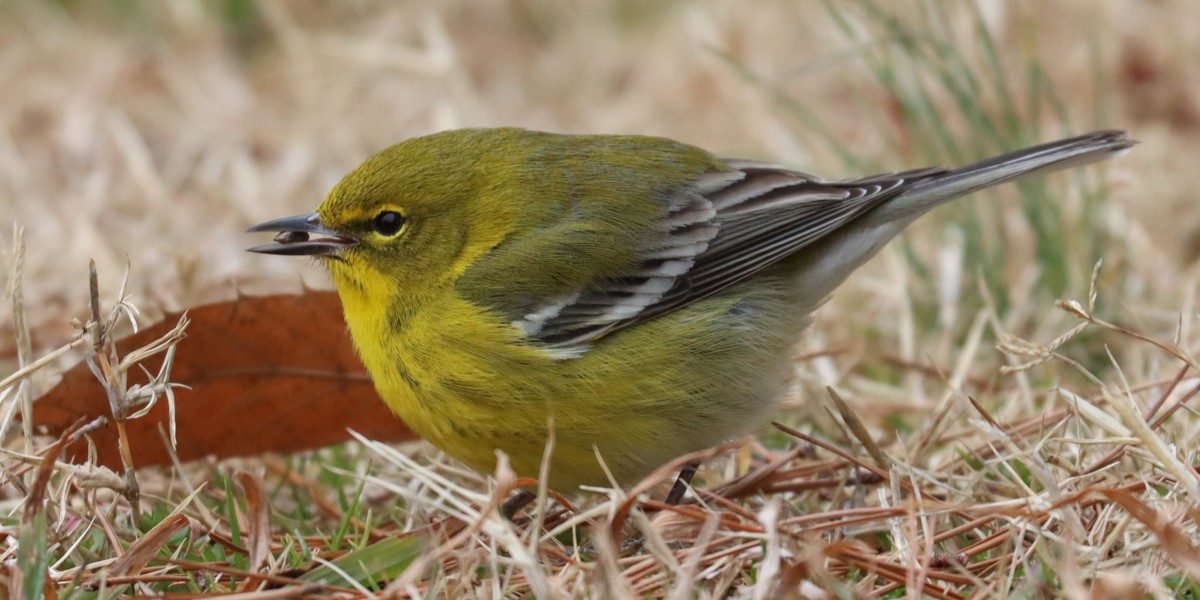 Pine Warbler eating a seed in a grassy field.