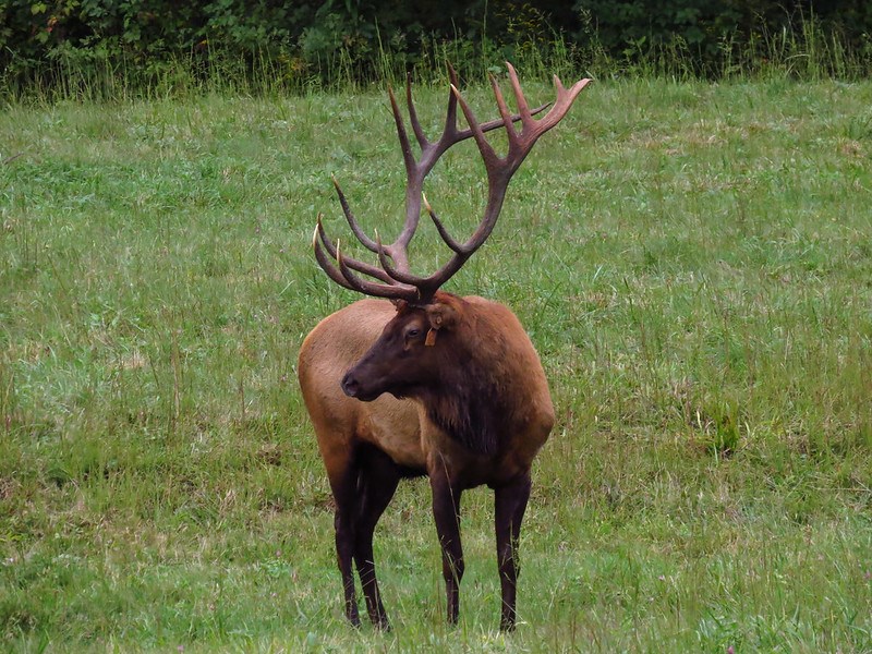 Large Bull Elk with Antlers stands in grassy field