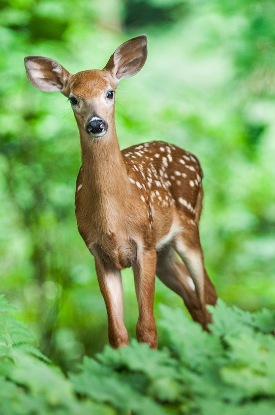 Deer fawn stands in grass and ferns alone