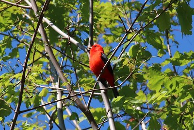 A red bird with black wings called a Scarlet Tanager sits on a branch with green leaves.