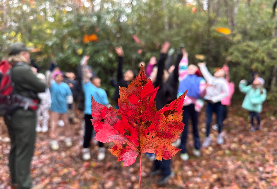 Red maple leaf in focus in the foreground with a ranger and students throwing leaves into the air in the background