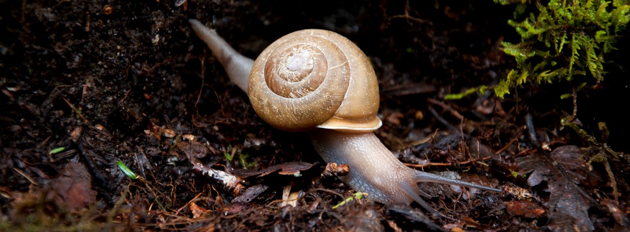 Snail crawling in soil.