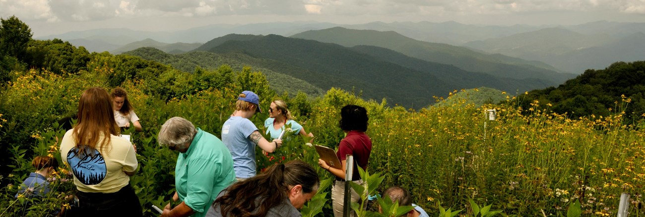 People looking at flowers in a field with mountains behind.