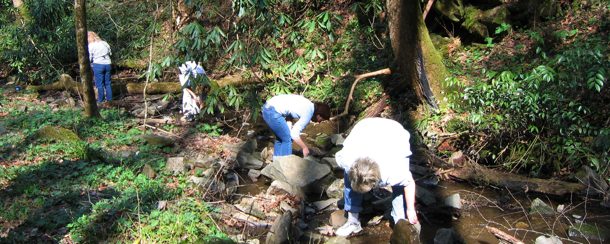 Teachers collecting data in a forest stream during a workshop. Each person is wearing jeans and a white shirt.