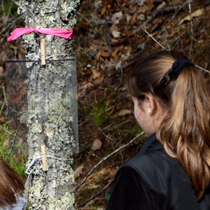 tree covered in lichen with attached data sheet that student is looking at.