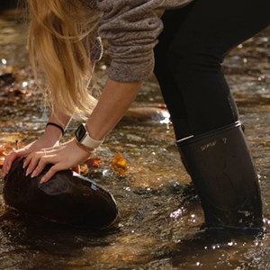 Student looking under rock in stream