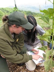 Monitoring ozone damage to plants