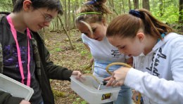 Students collecting and observing terrestrial invertebrates.