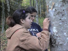 Students observe lichen on a tree.