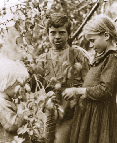 A young boy and two girls pick fruit from an orchard tree