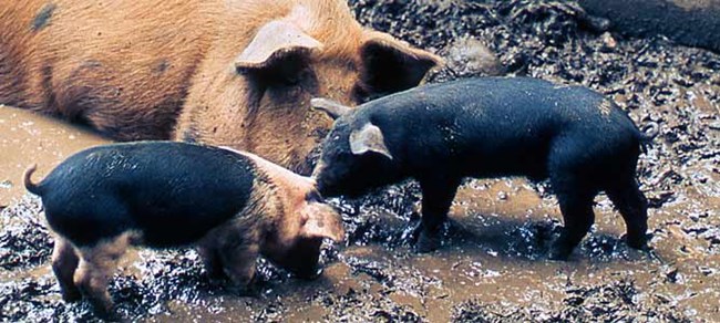 lt= A mother pig watches her two piglets