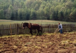 Spring plowing at the Mountain Farm Museum at Oconaluftee Visitor Center.