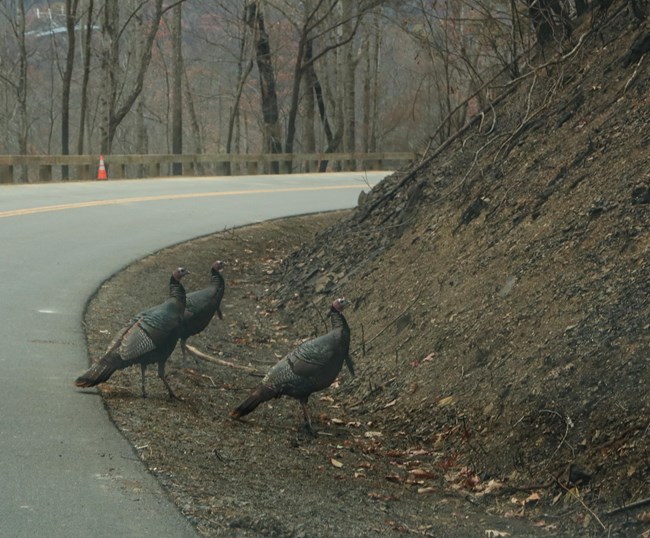 Turkeys moving back to burned areas