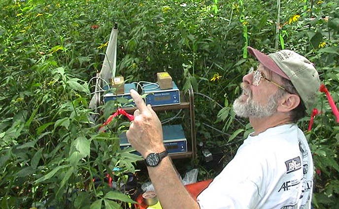 A scientist with monitoring equipment surrounded by a thick patch yellow coneflower foliage. A scientist with monitoring equipment surrounded by a thick patch yellow coneflower foliage.