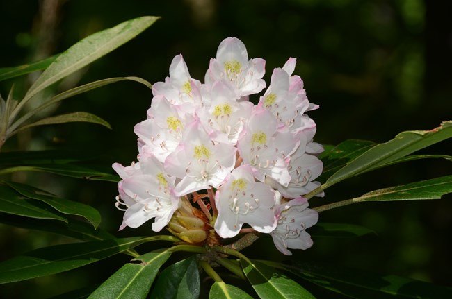 A white clump of flowers with slightly pink petal tips surrounded by dark green leaves.