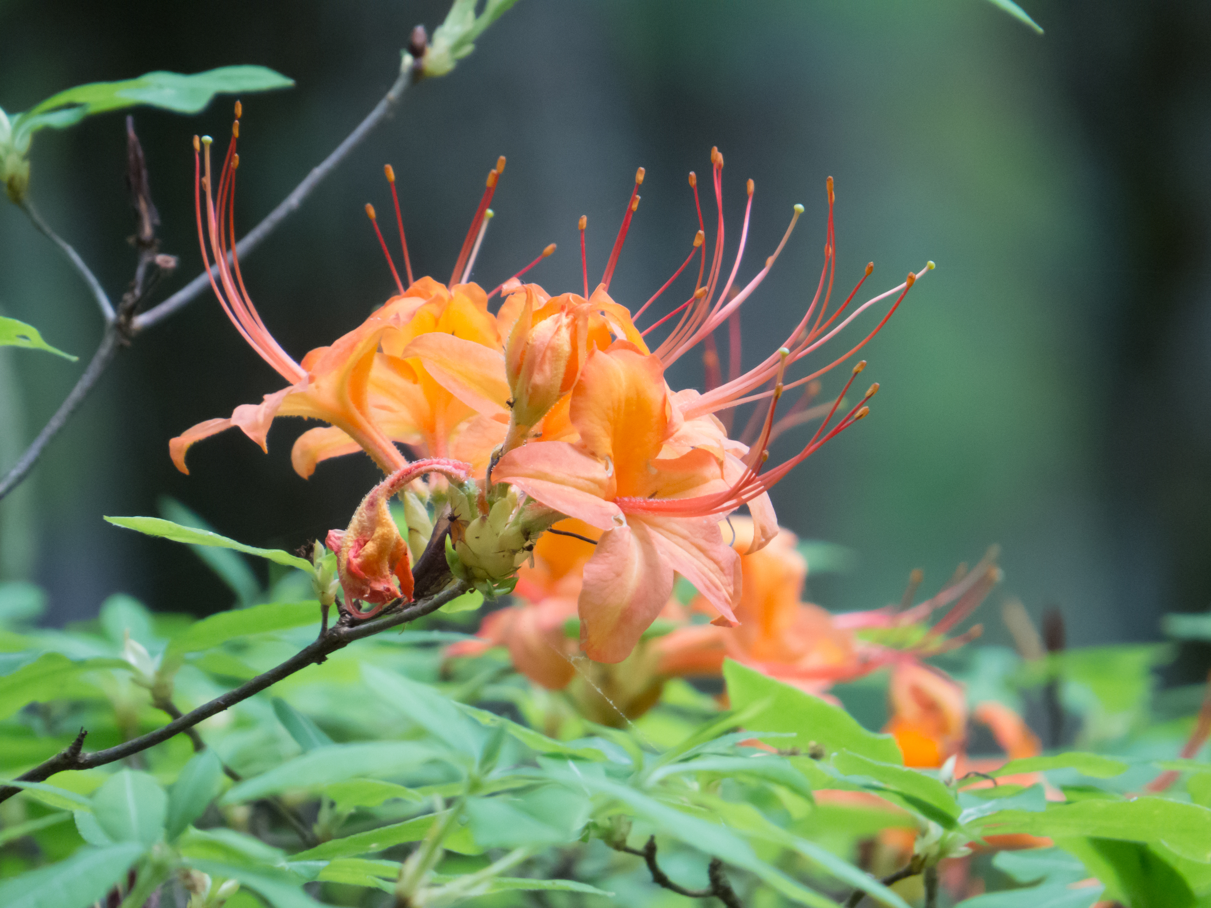 Blooming Shrubs - Great Smoky Mountains National Park (U.S.