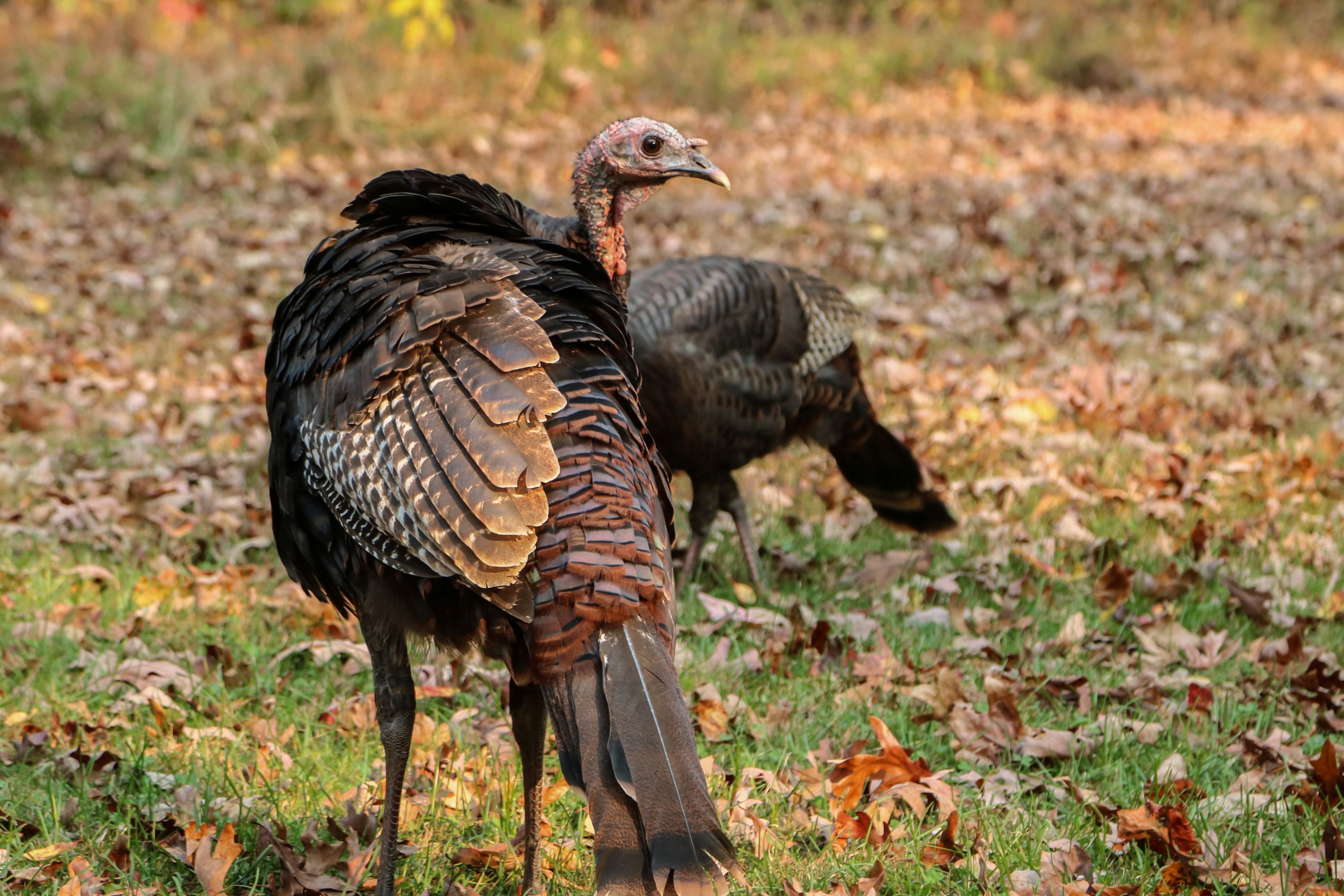 Two wild turkeys standing in the grass covered by fallen autumn leaves.