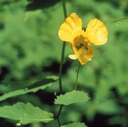 Jewelweed Wildflower