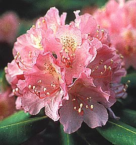 Flame Azalea Flame Azalea