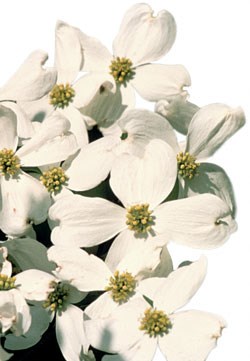 Dogwood trees can be found in the park's biologically diverse cove-hardwood forests. Dogwood trees can be found in the park's biologically diverse cove-hardwood forests.