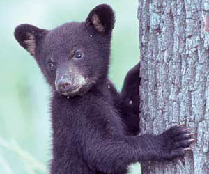 Animals - Great Smoky Mountains National Park (. National Park Service) Animals - Great Smoky Mountains National Park (. National Park Service)